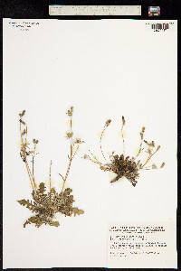 Crepis bursifolia image