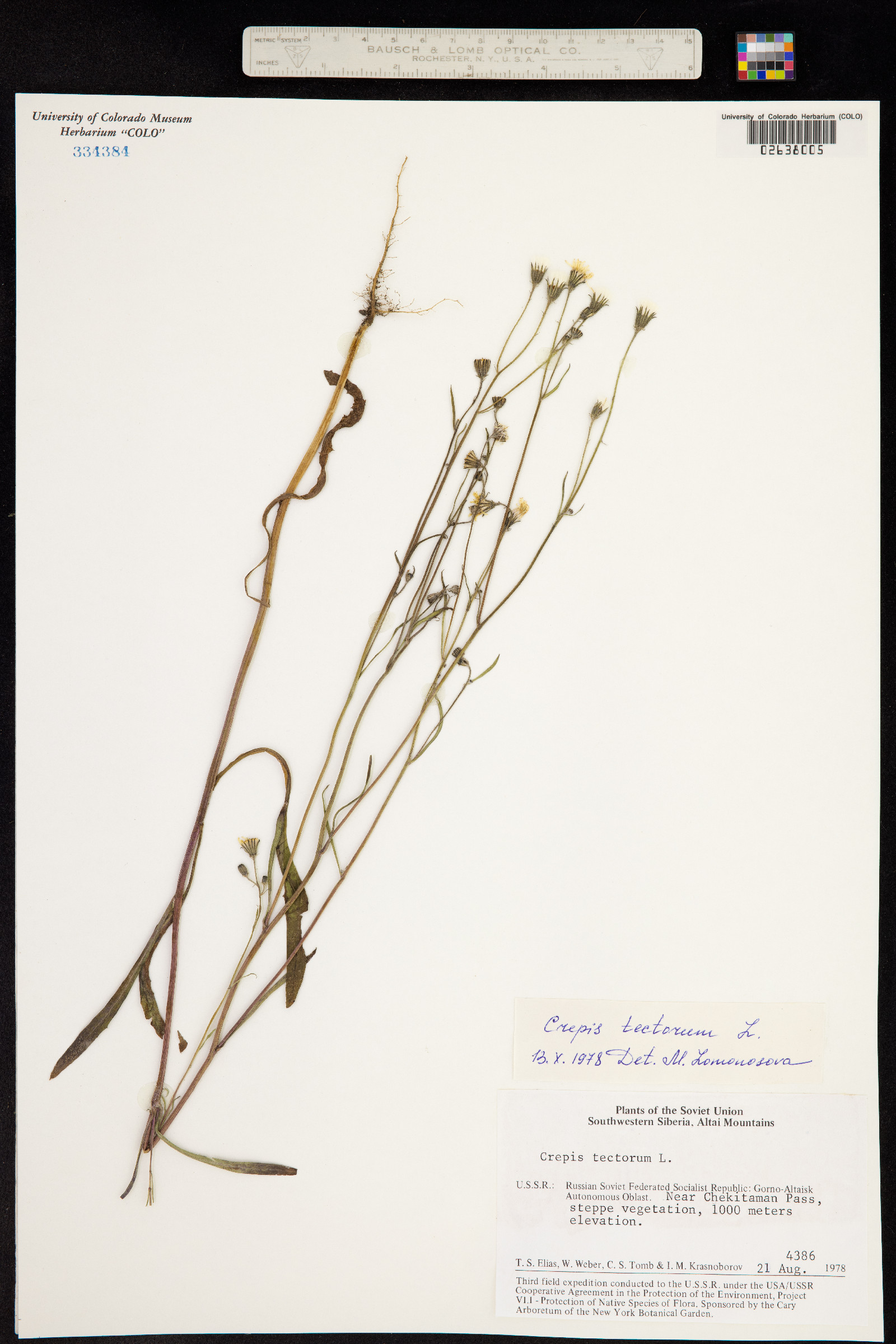 Crepis tectorum image