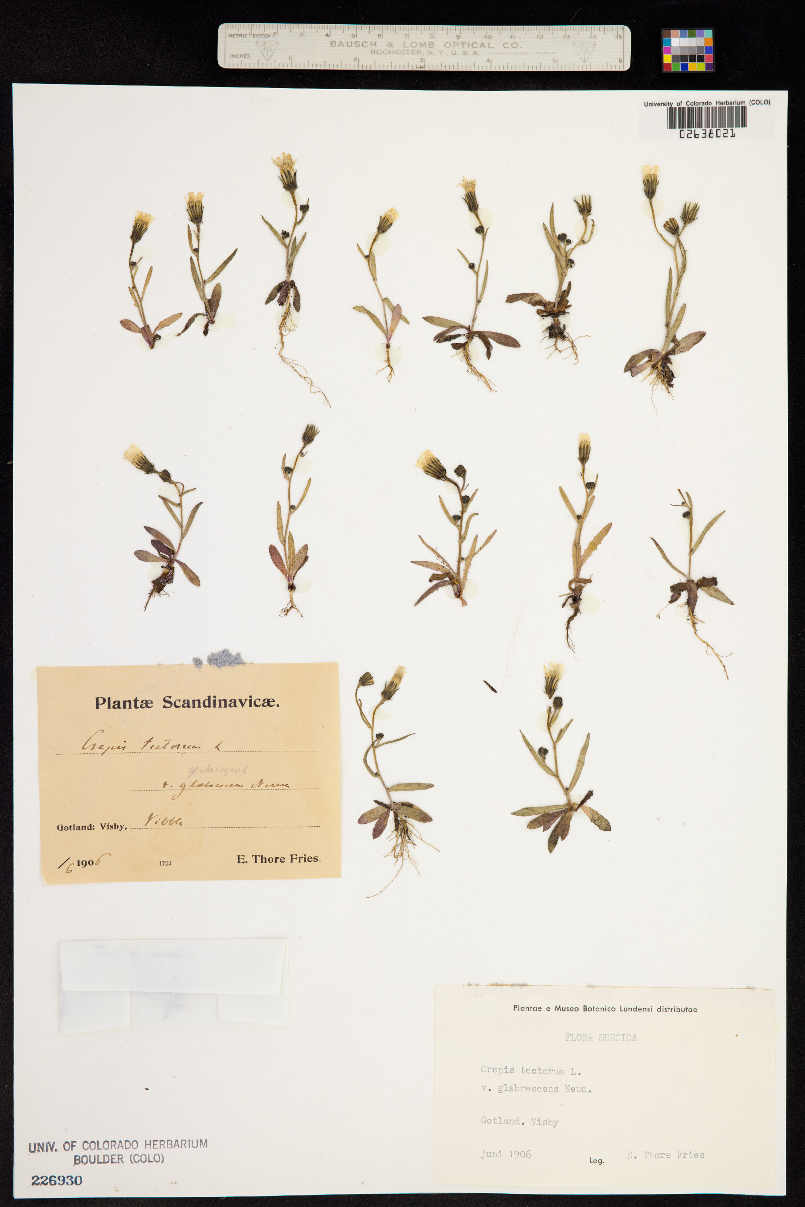 Crepis tectorum image