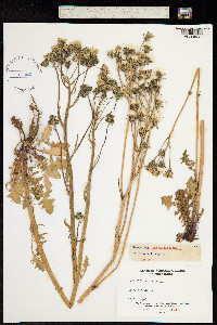 Image of Crepis vesicaria