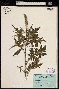 Franseria artemisioides image