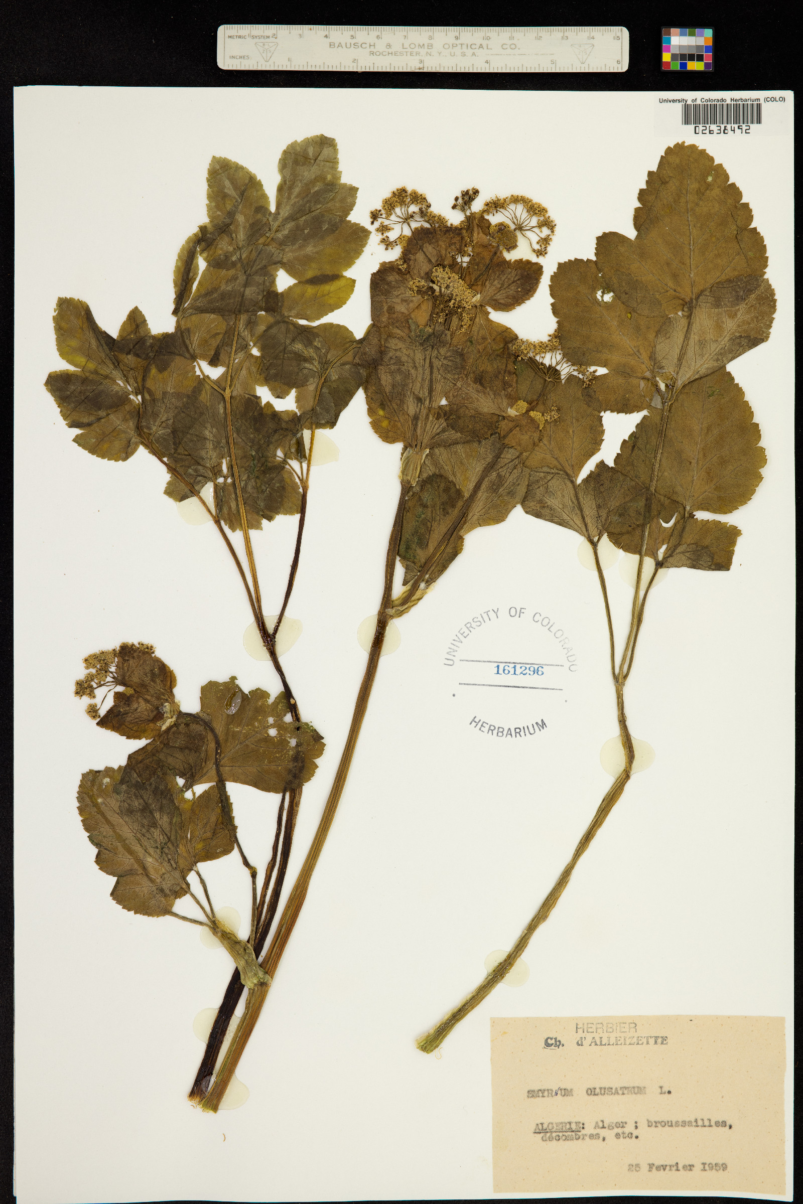 Smyrnium olusatrum image