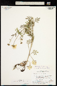 Image of Chrysanthemum zawadskii