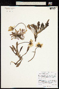 Image of Arctanthemum arcticum