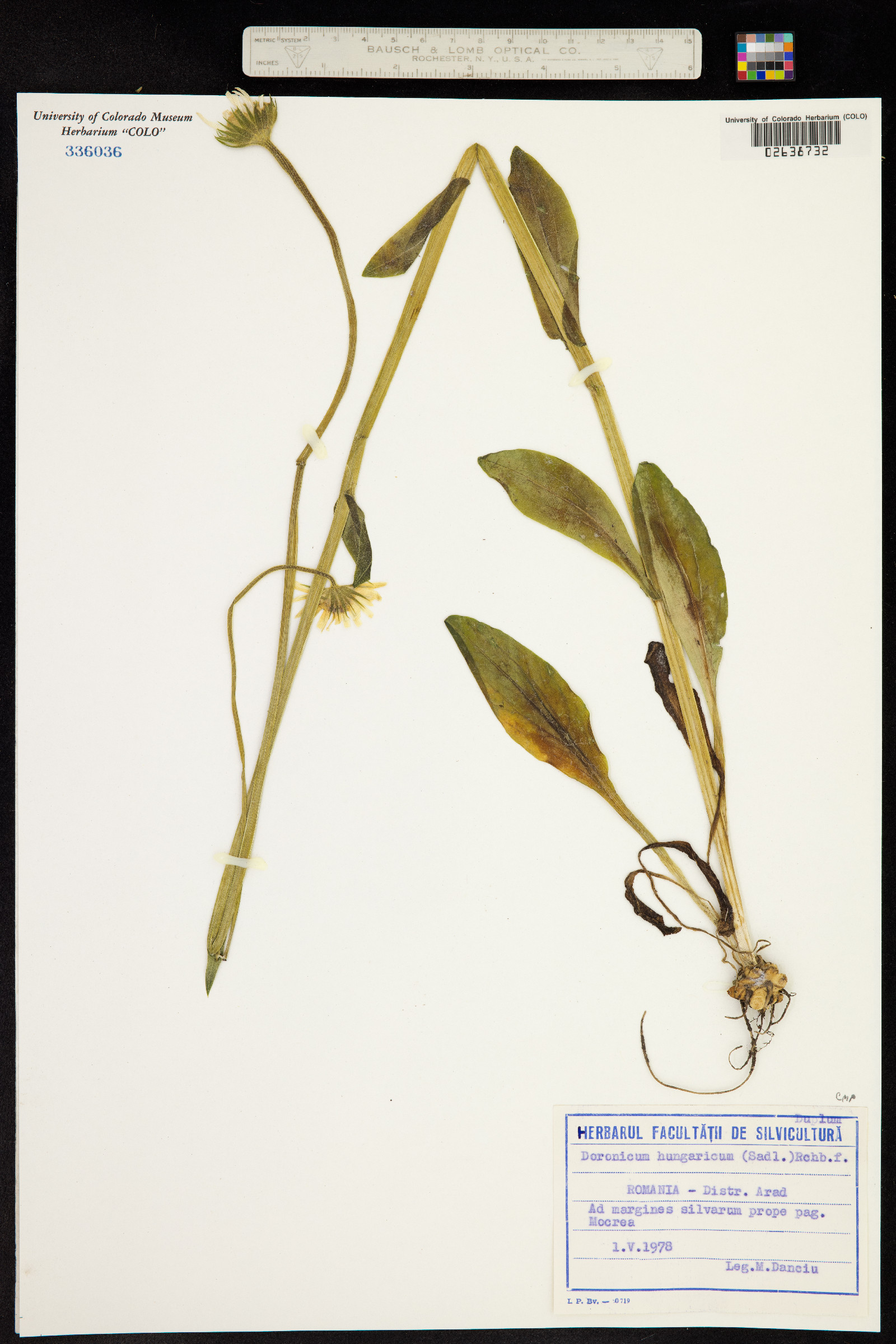 Doronicum hungaricum image