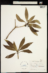 Image of Dubautia knudsenii