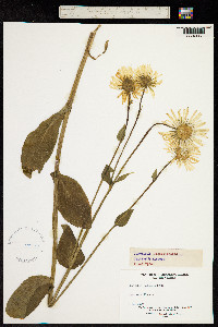 Doronicum pardalianches image