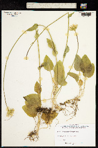 Doronicum plantagineum image
