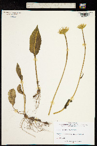 Doronicum plantagineum image