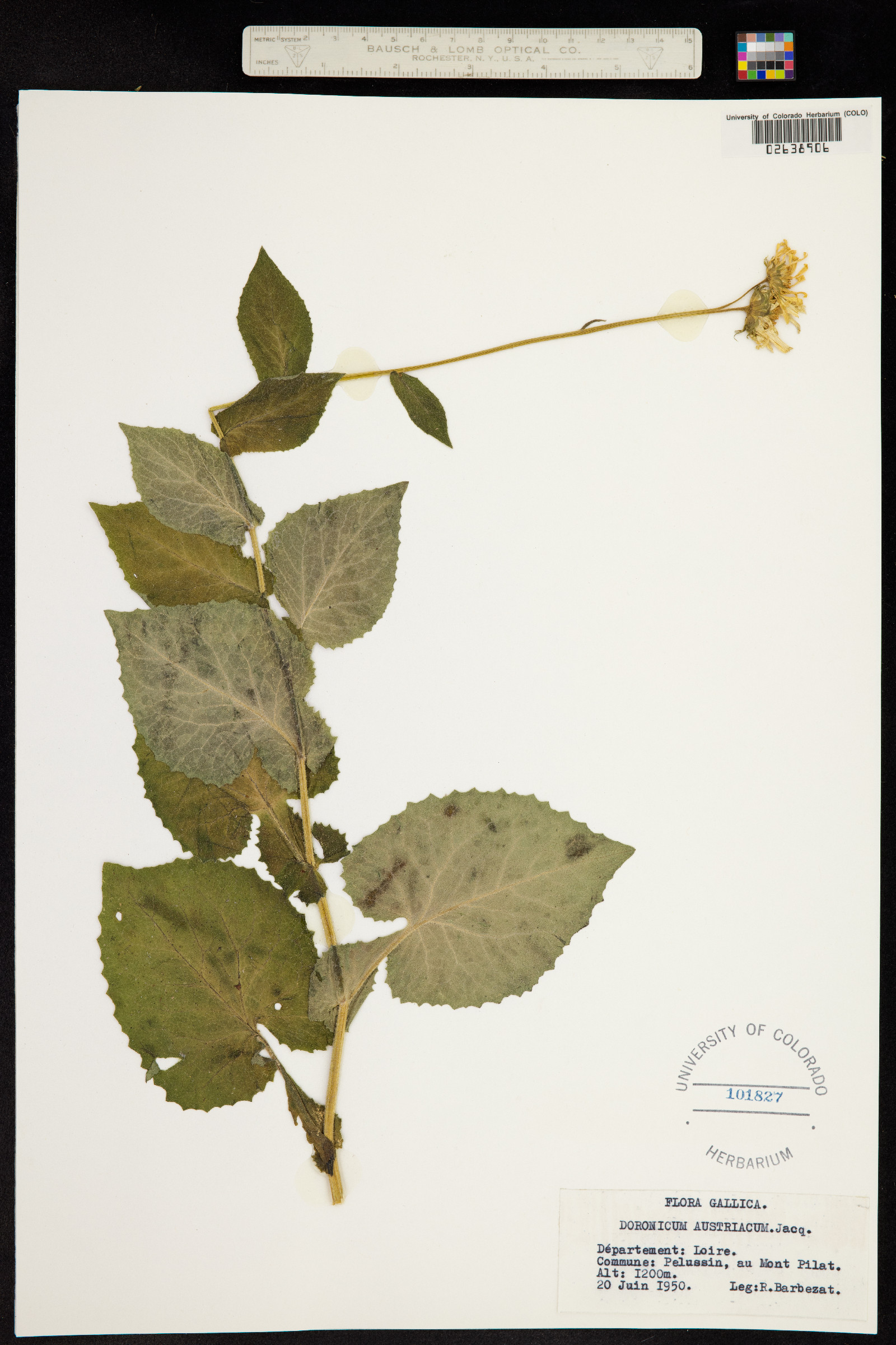 Doronicum austriacum image