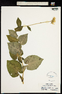Image of Doronicum austriacum