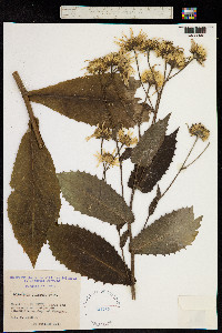 Doronicum corsicum image