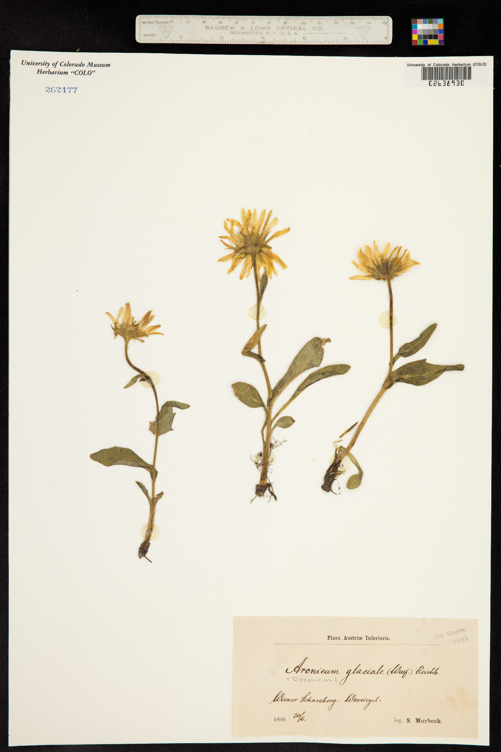 Doronicum glaciale image