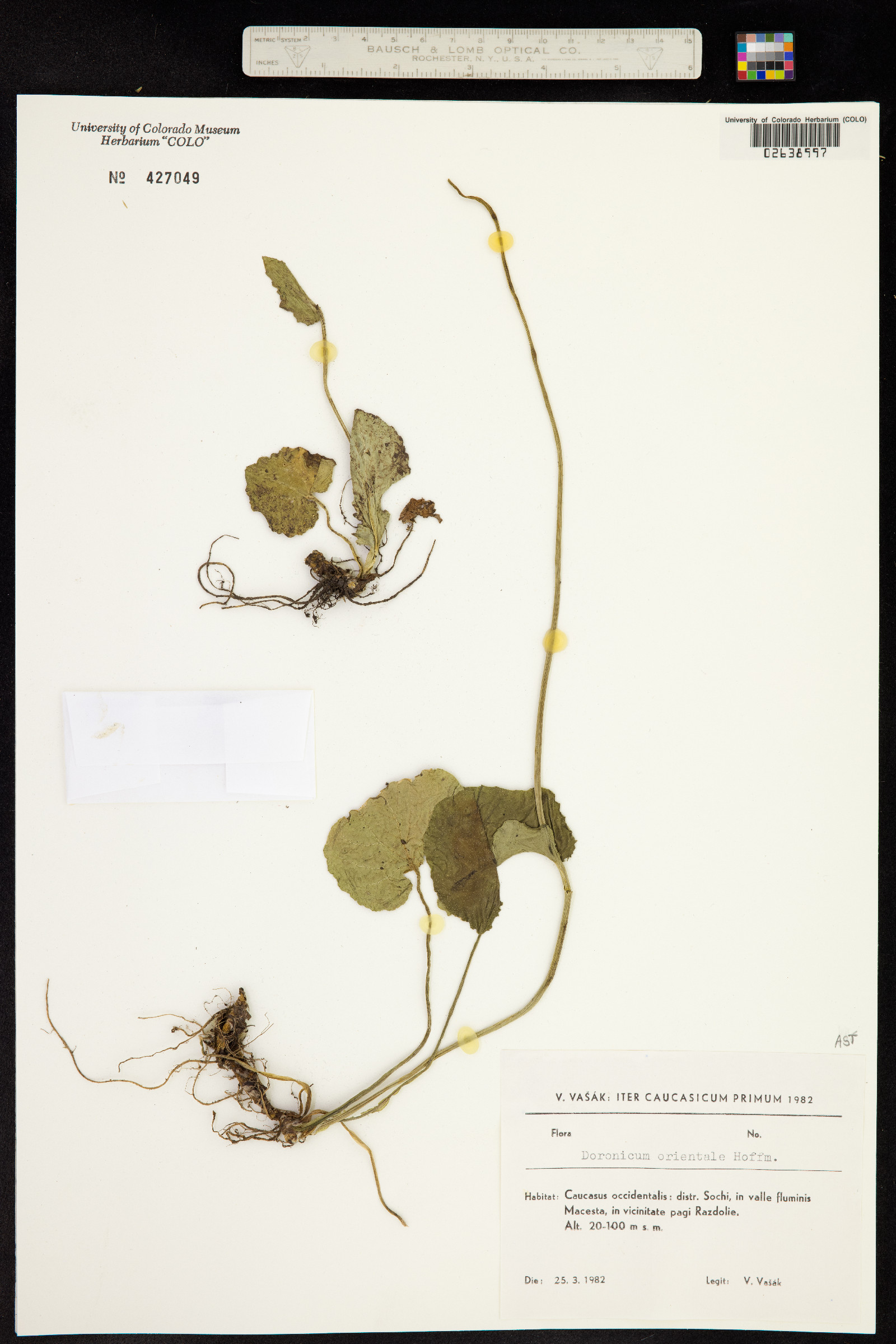 Doronicum orientale image