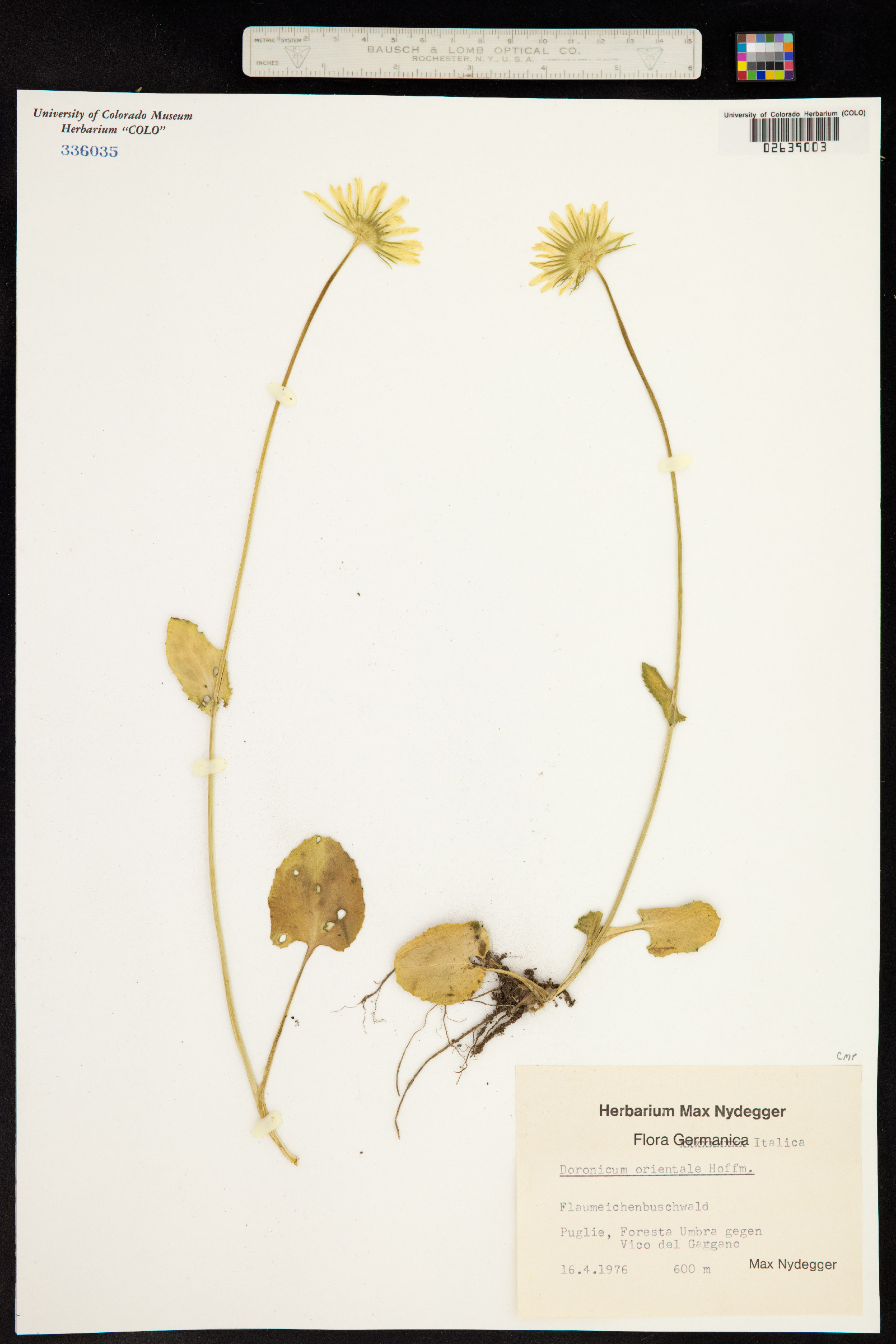 Doronicum orientale image