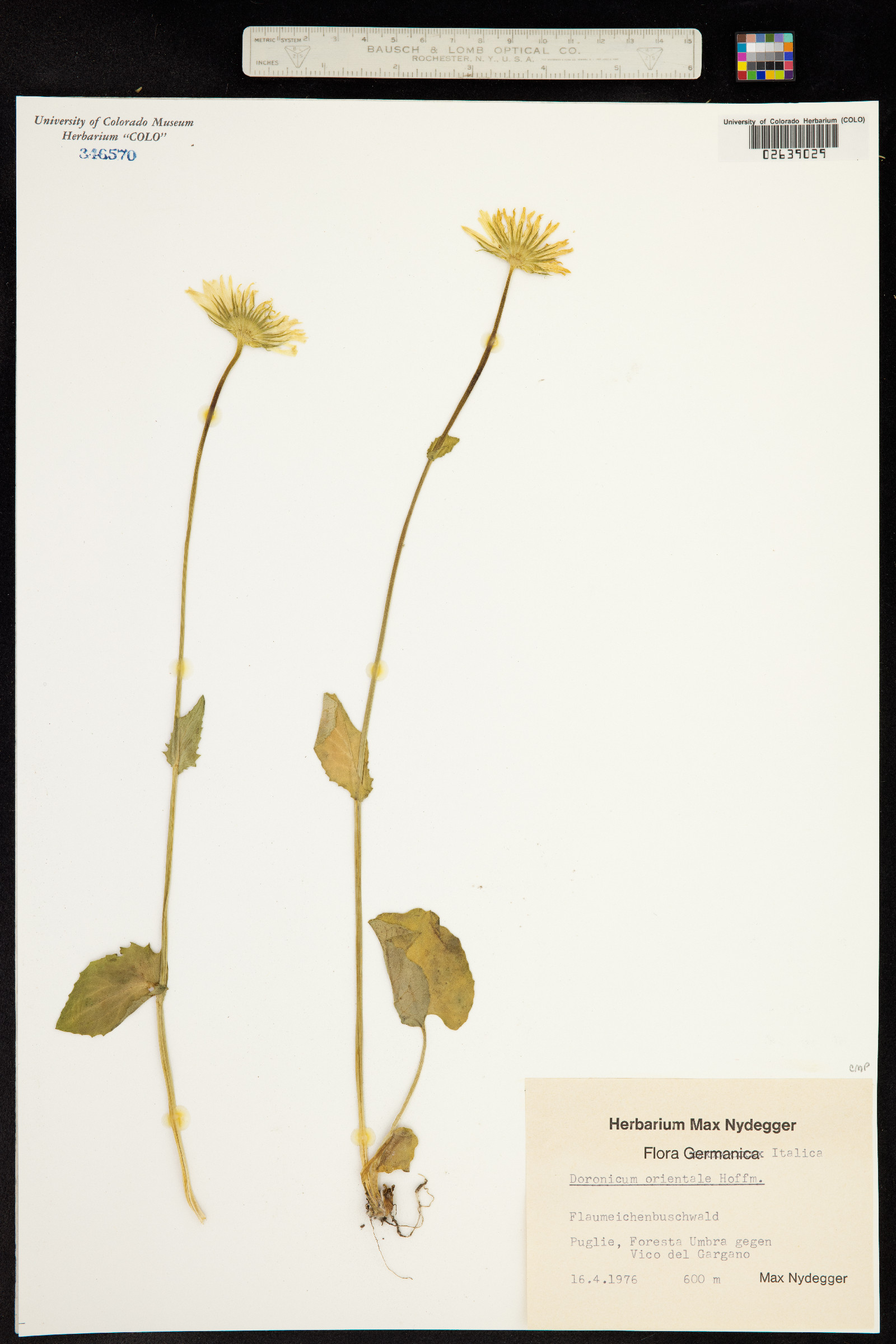 Doronicum orientale image