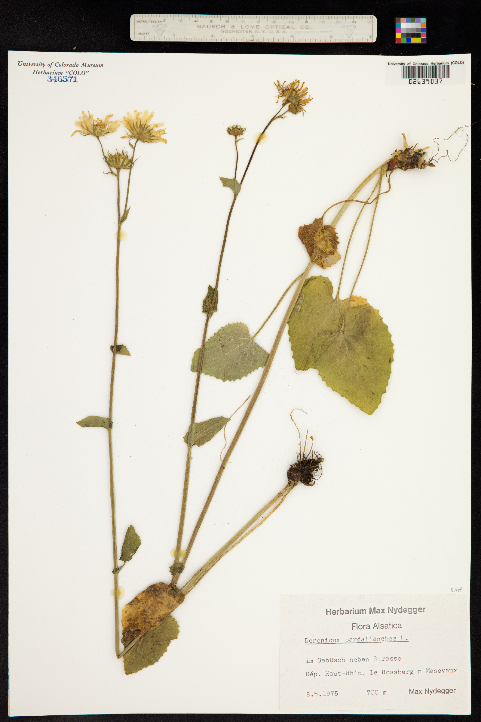 Doronicum pardalianches image