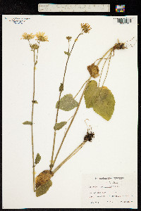 Image of Doronicum pardalianches