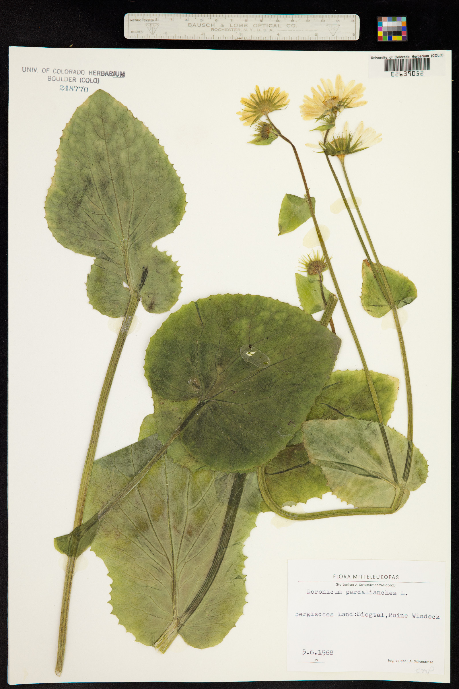 Doronicum pardalianches image