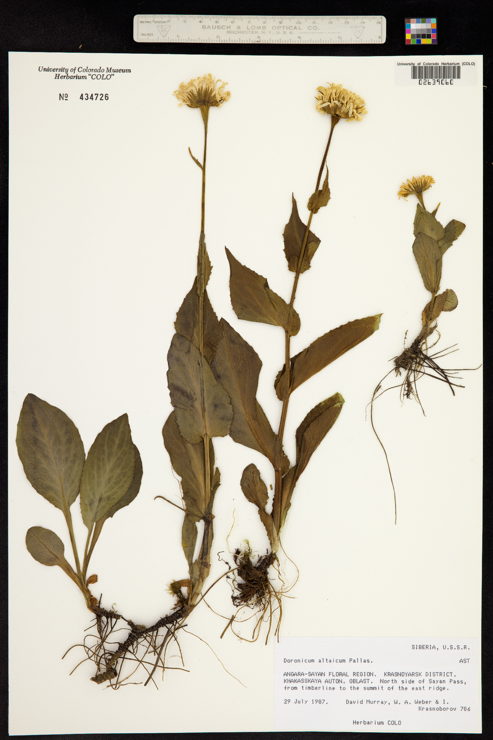 Doronicum altaicum image