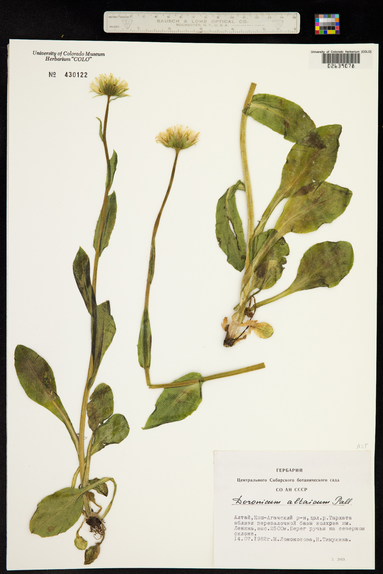 Doronicum altaicum image
