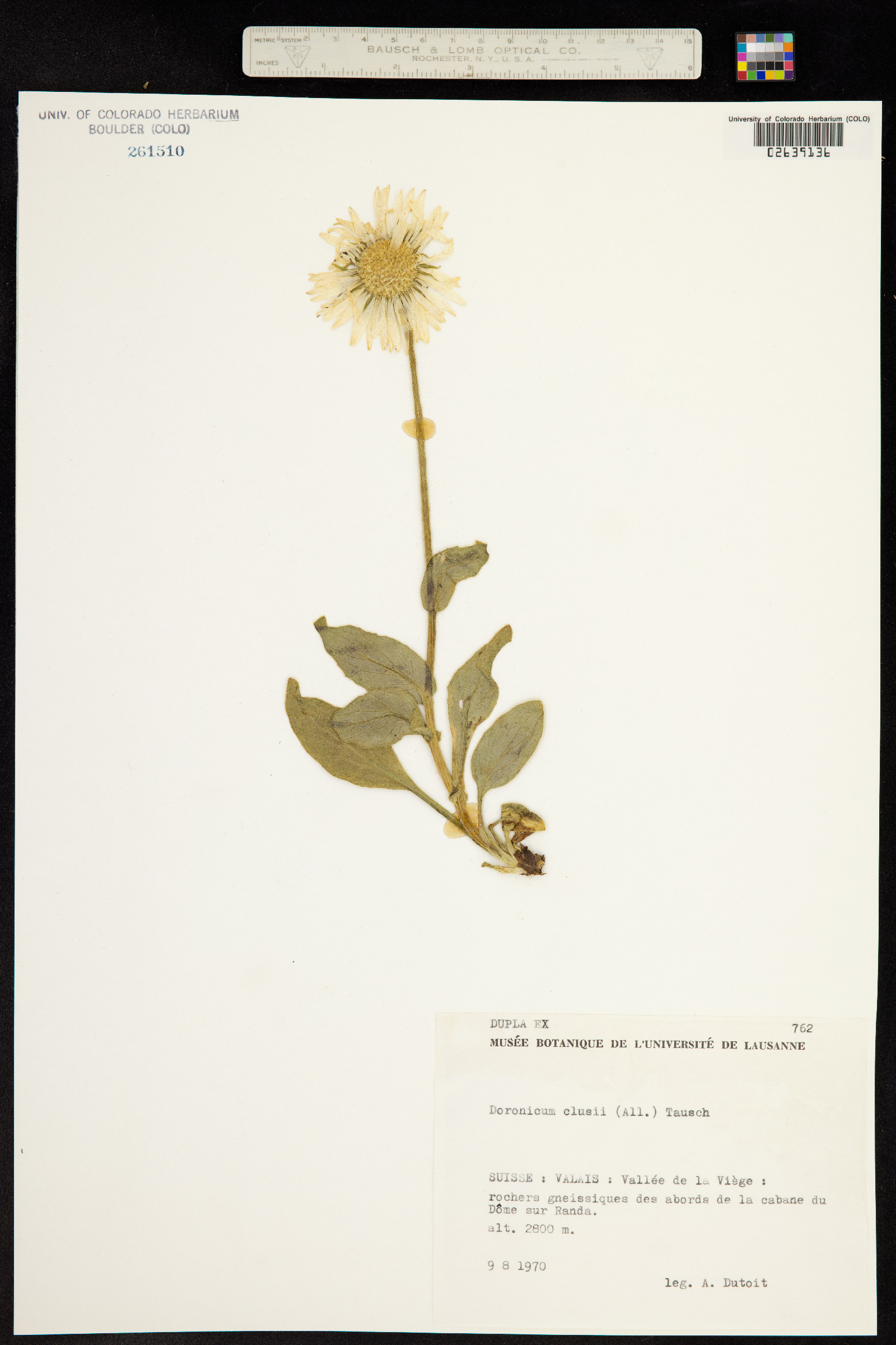 Doronicum clusii image