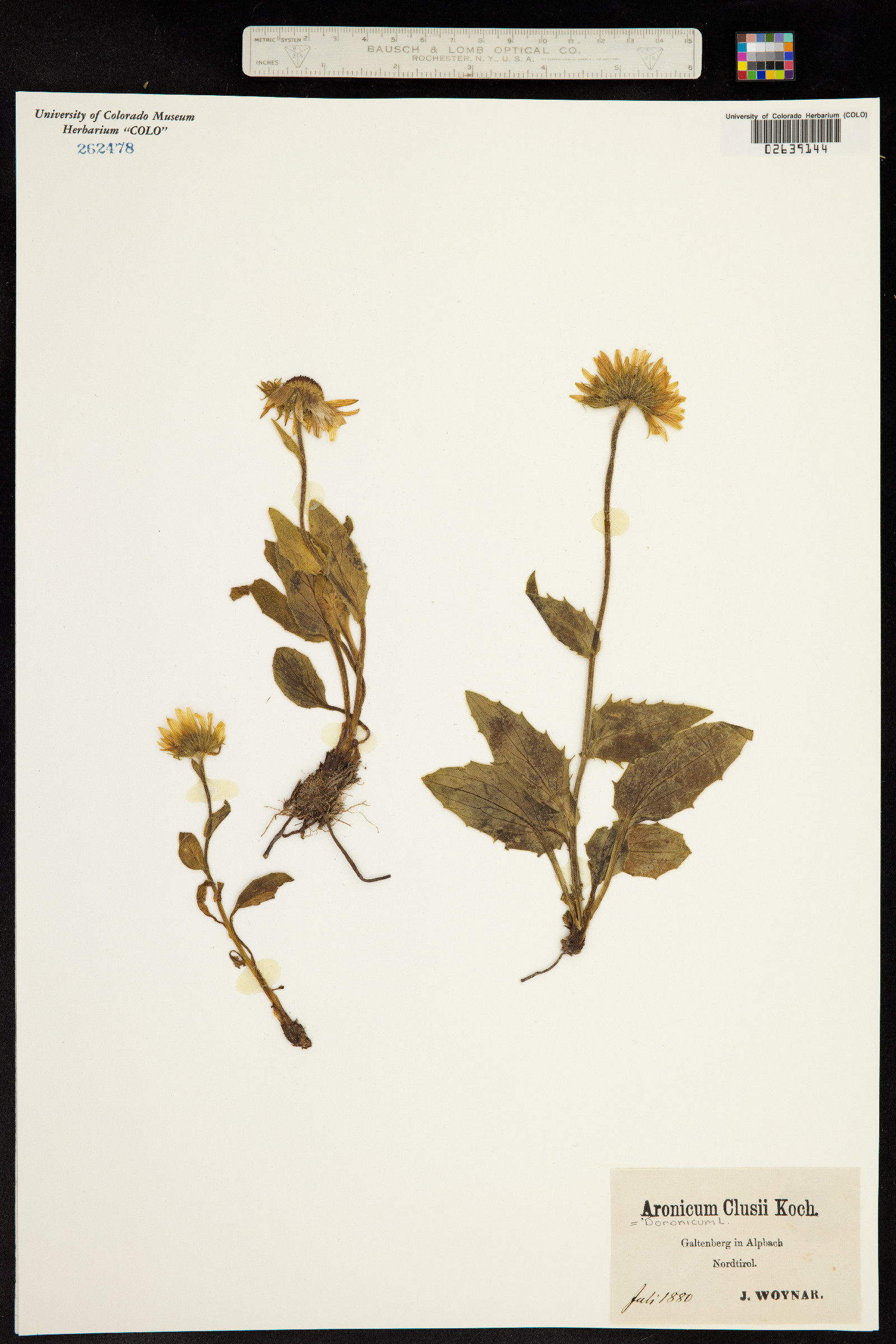 Doronicum clusii image