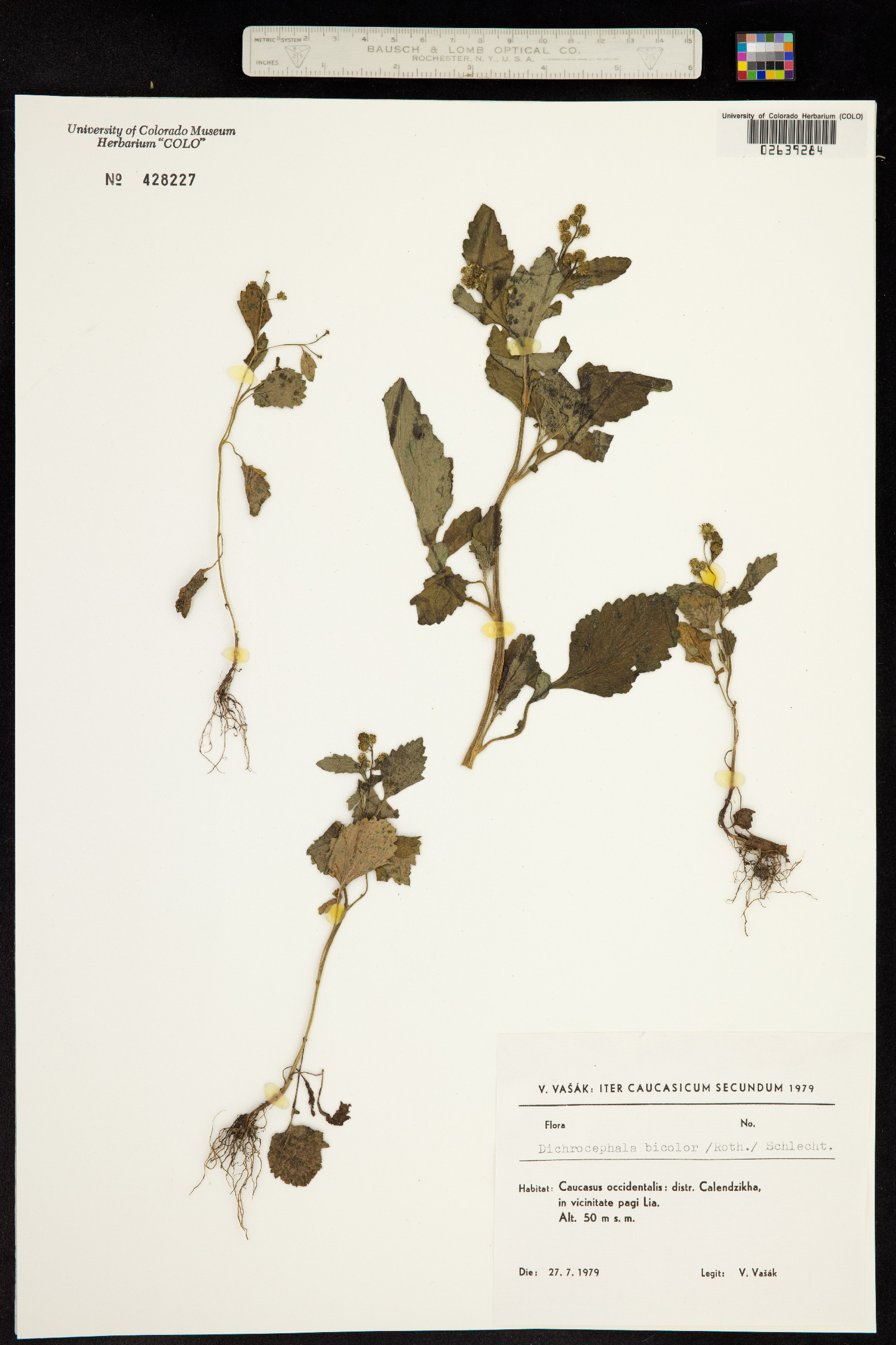 Dichrocephala integrifolia subsp. integrifolia image