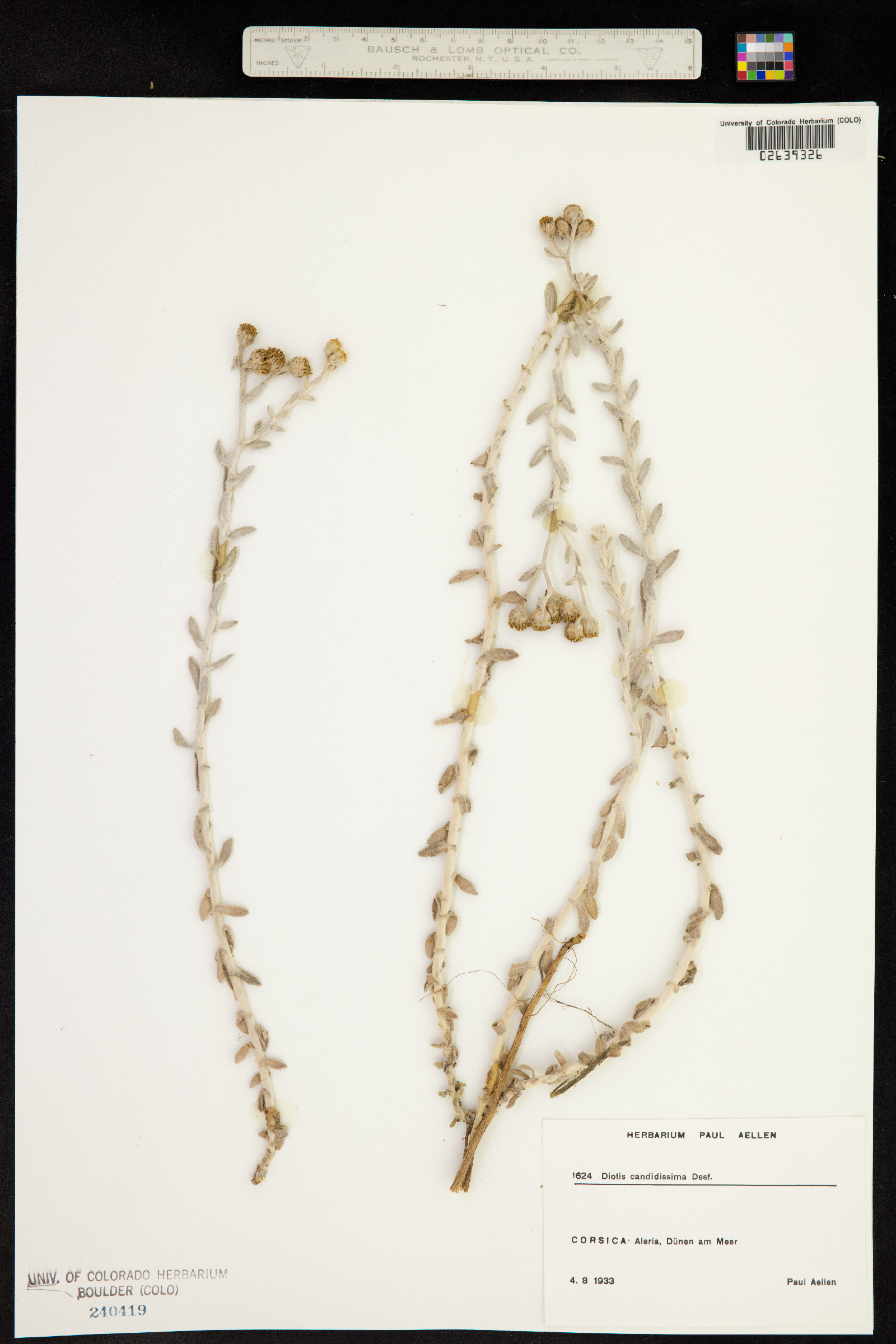 Achillea maritima image
