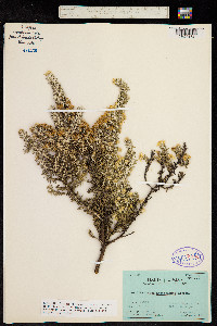 Diplostephium ericoides image