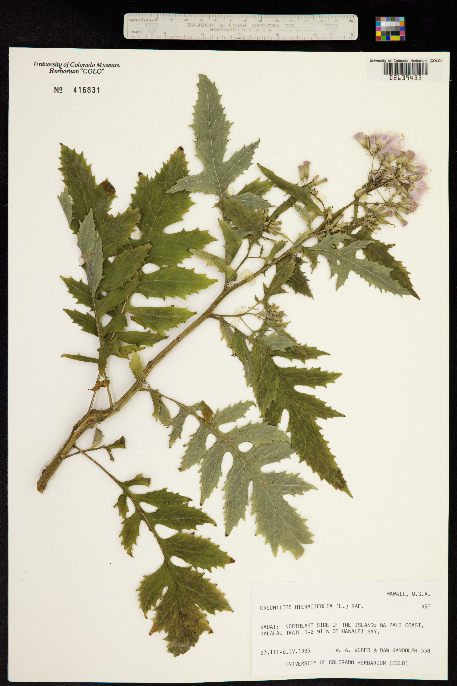 Erechtites hieraciifolius image