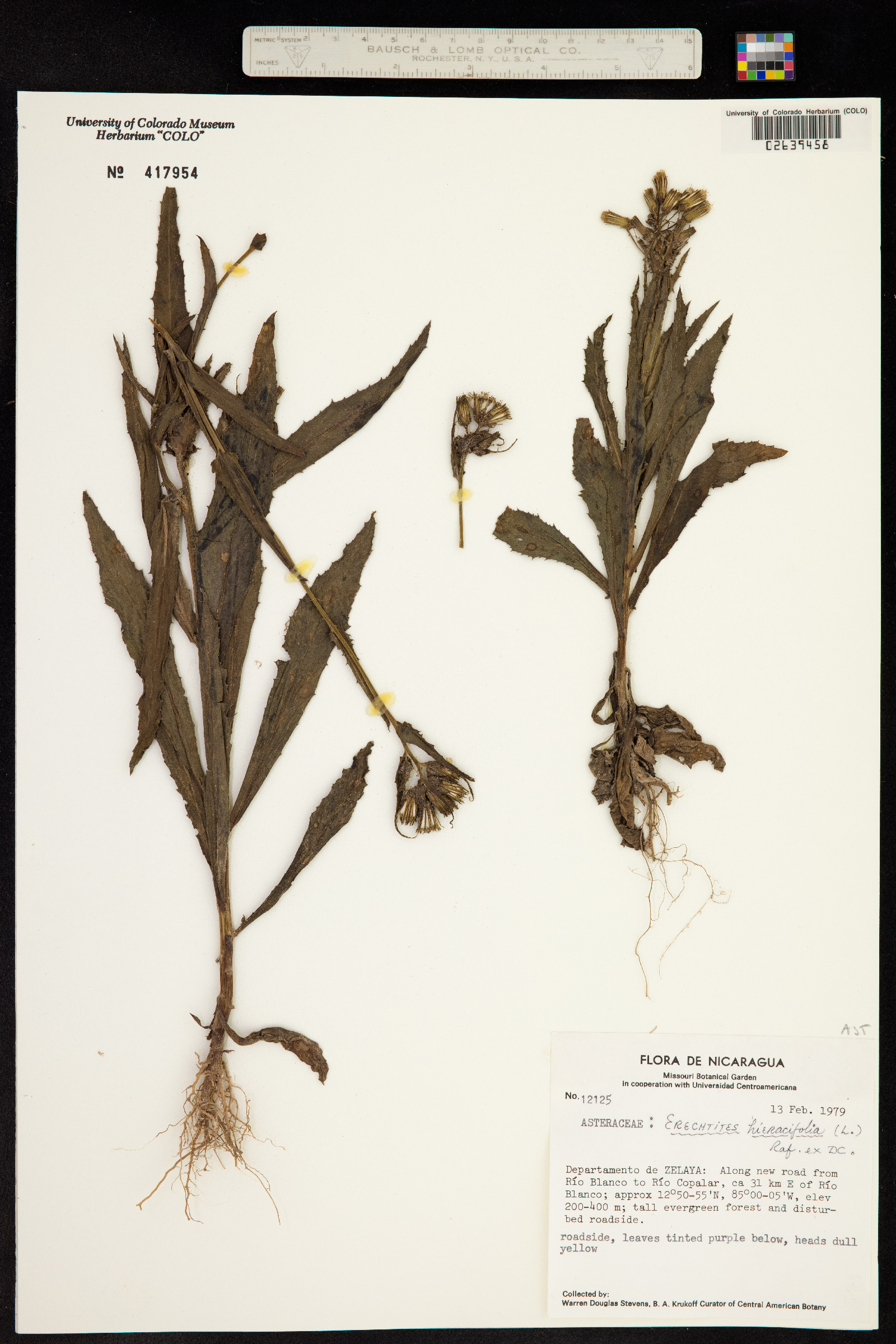 Erechtites hieraciifolius image