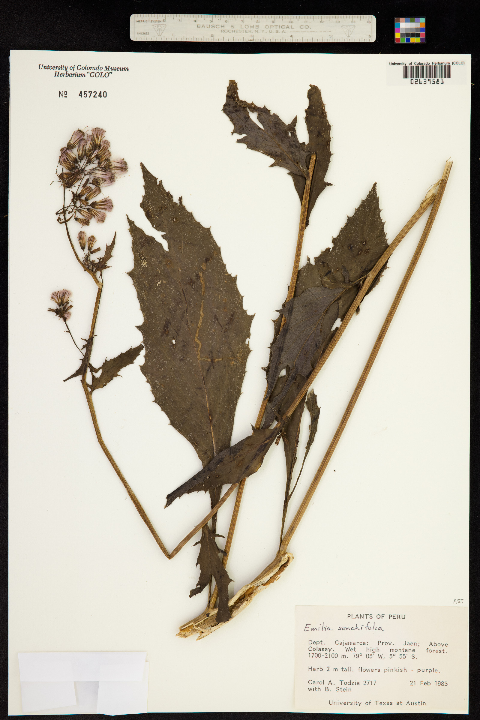 Emilia sonchifolia image