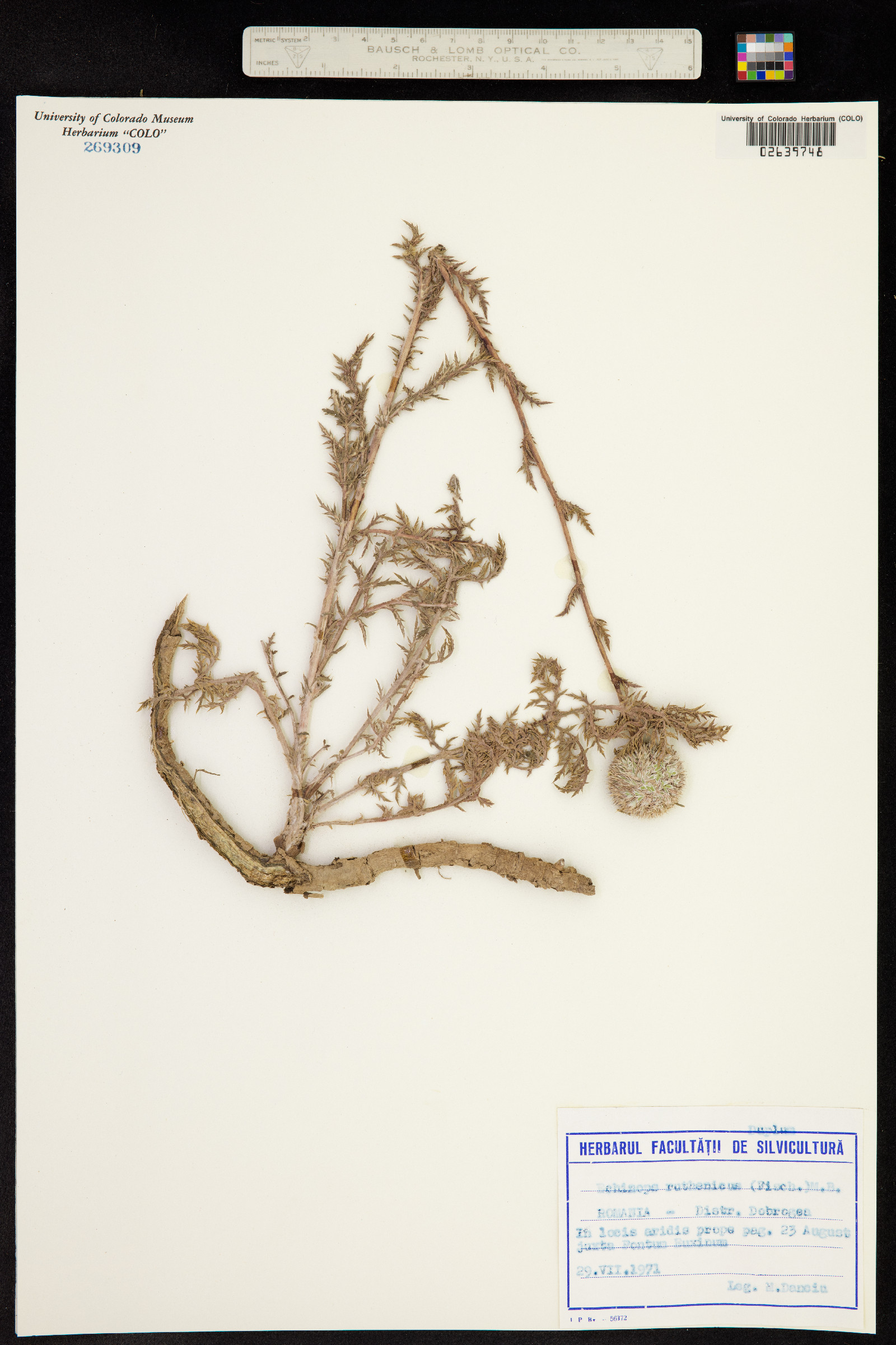 Echinops ruthenicus image