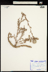 Echinops ruthenicus image