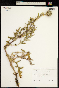 Echinops sphaerocephalus image