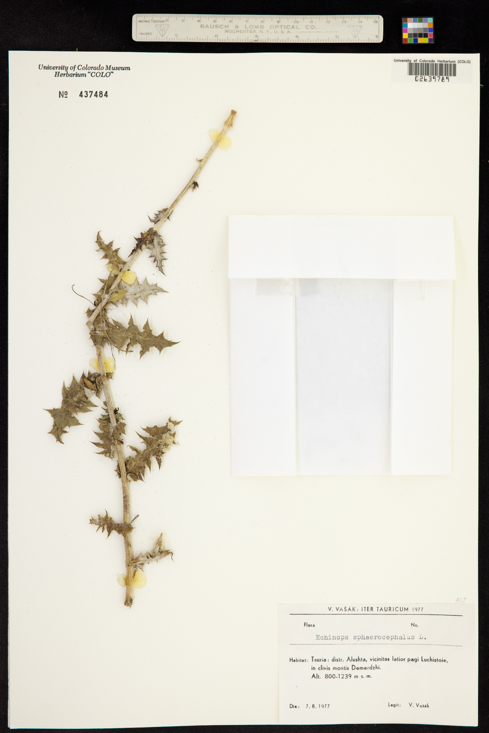 Echinops sphaerocephalus image