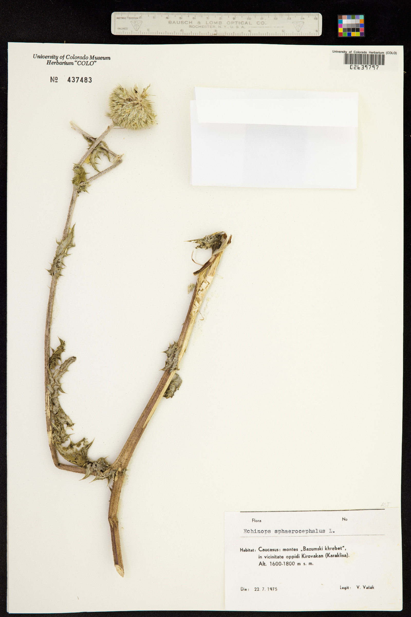 Echinops sphaerocephalus image