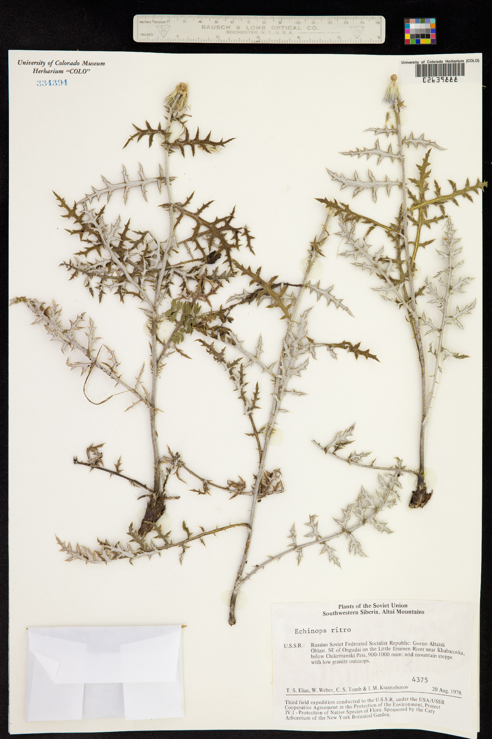 Echinops image