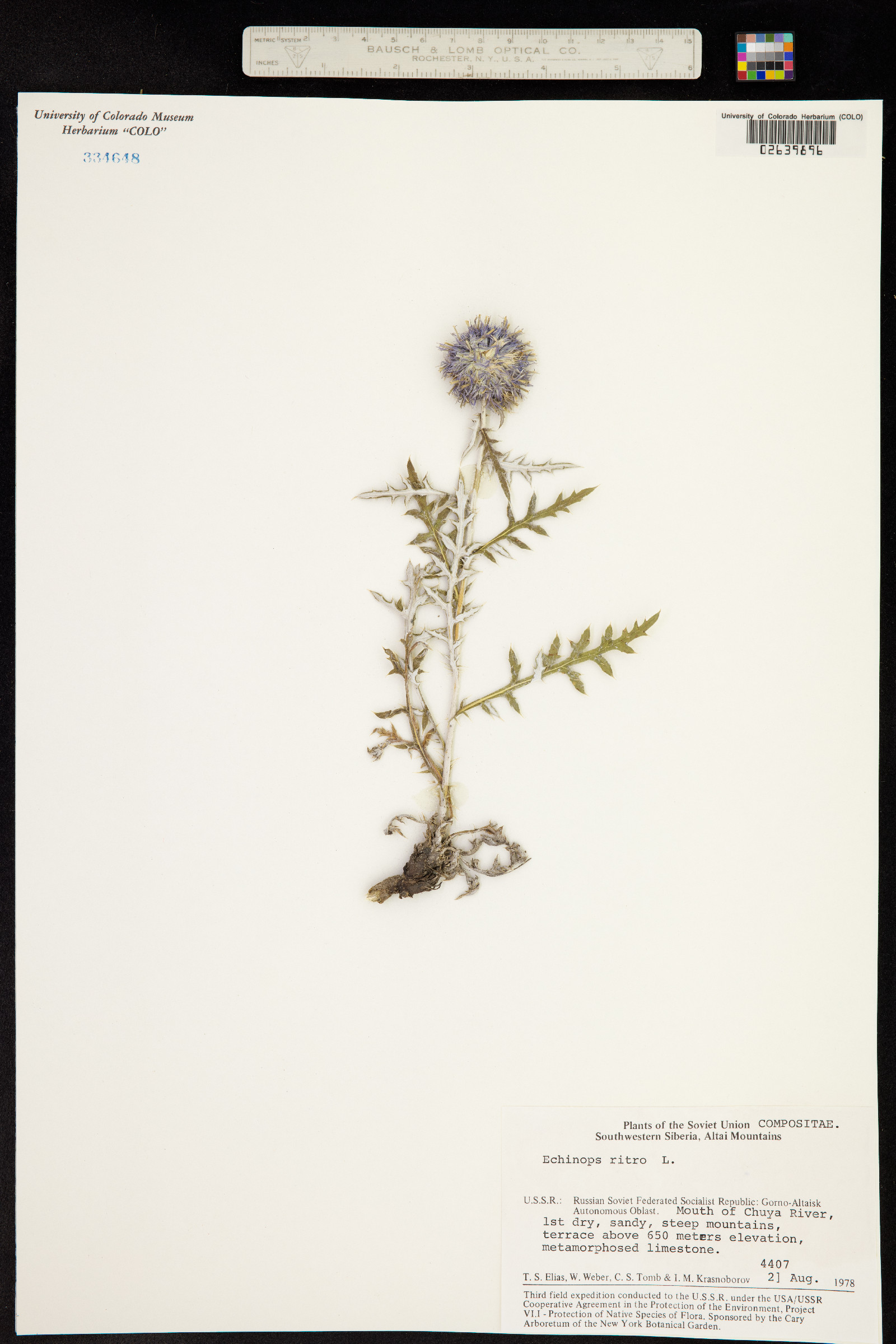 Echinops ritro image