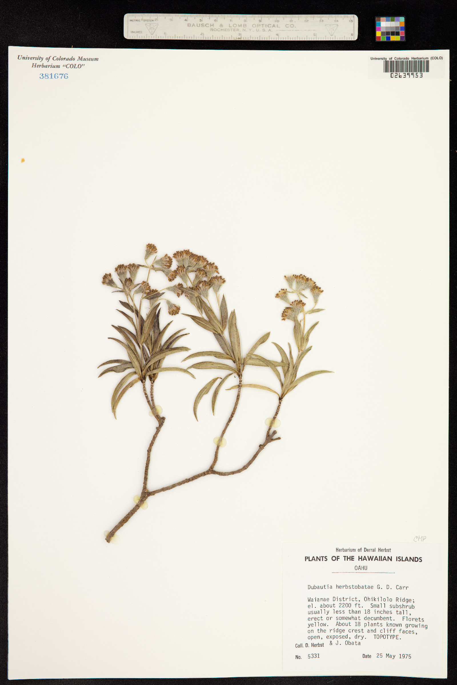 Dubautia herbstobatae image