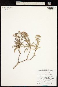 Image of Dubautia herbstobatae
