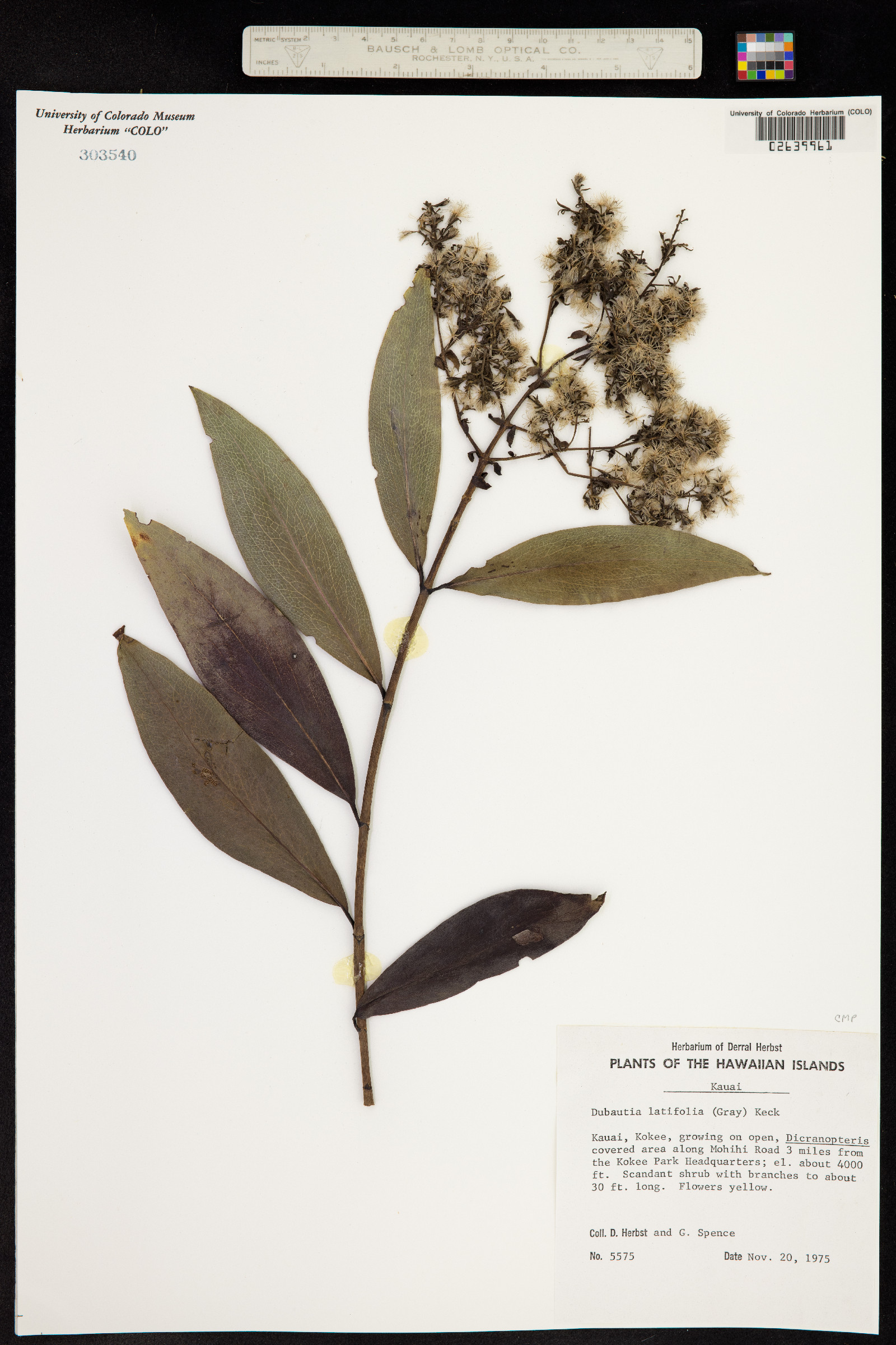 Dubautia latifolia image