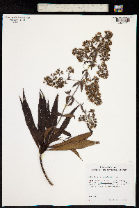Dubautia microcephala image