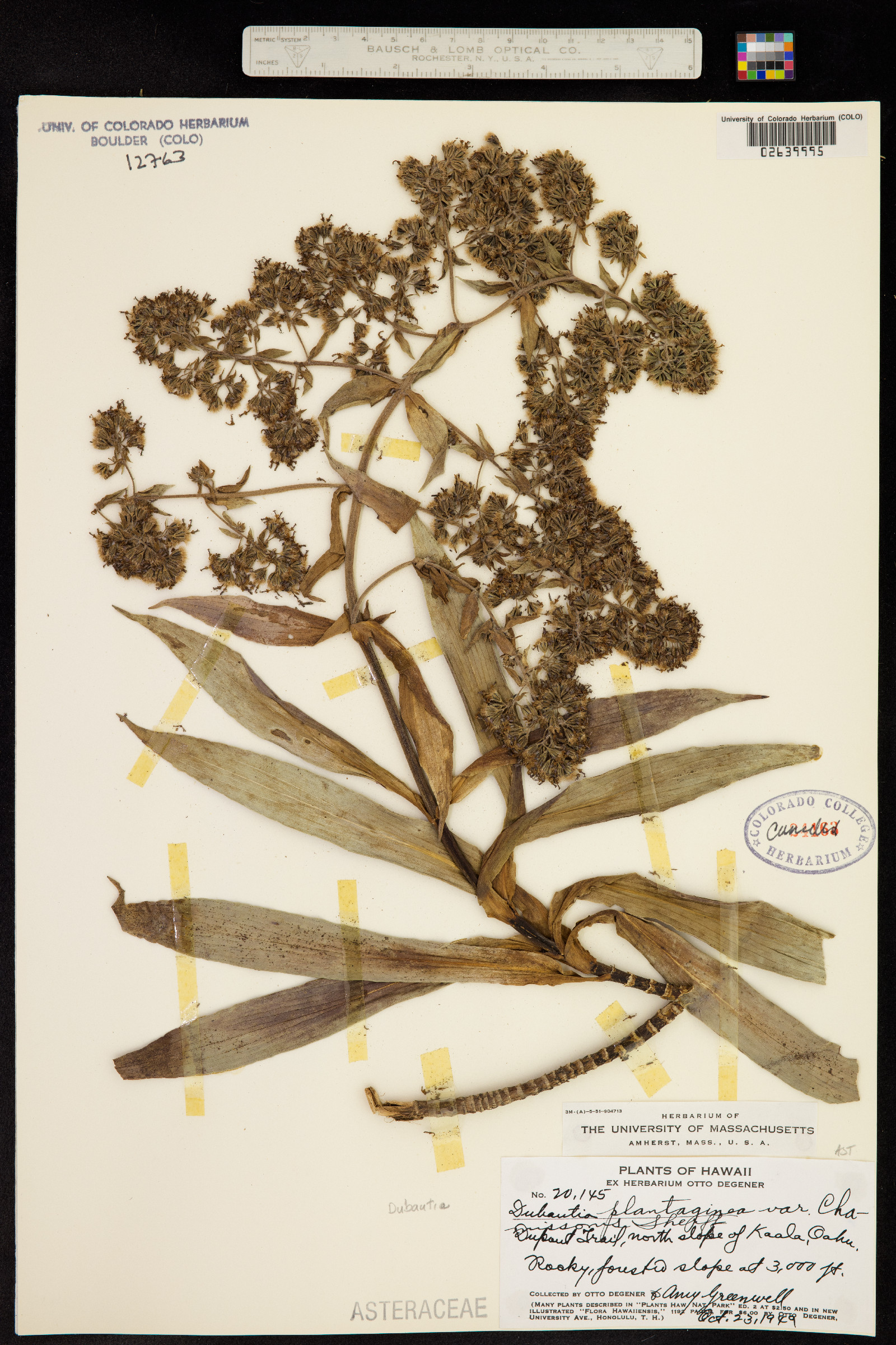 Dubautia plantaginea image