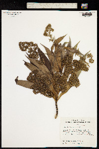 Image of Dubautia plantaginea