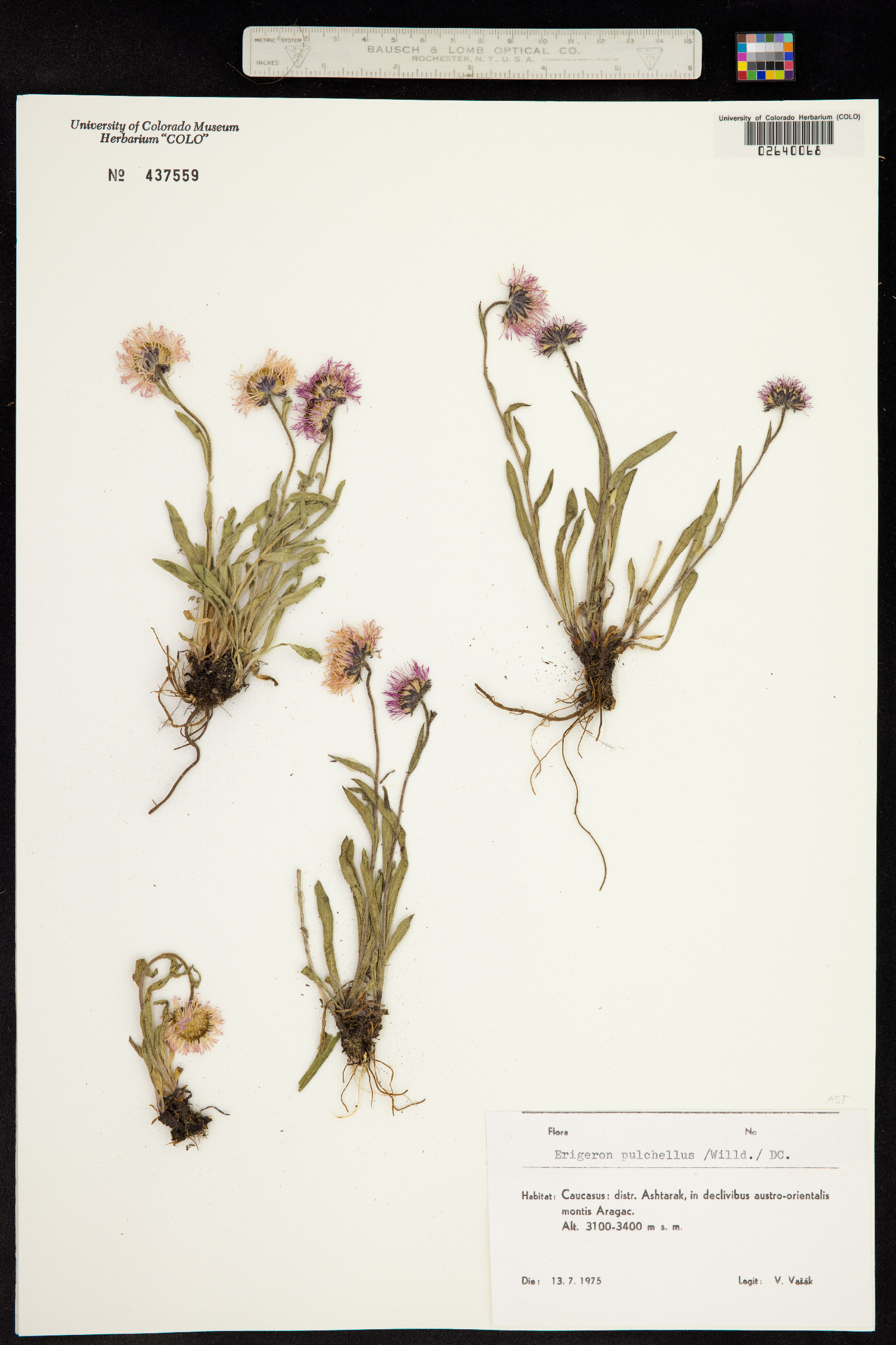 Erigeron pulchellus image