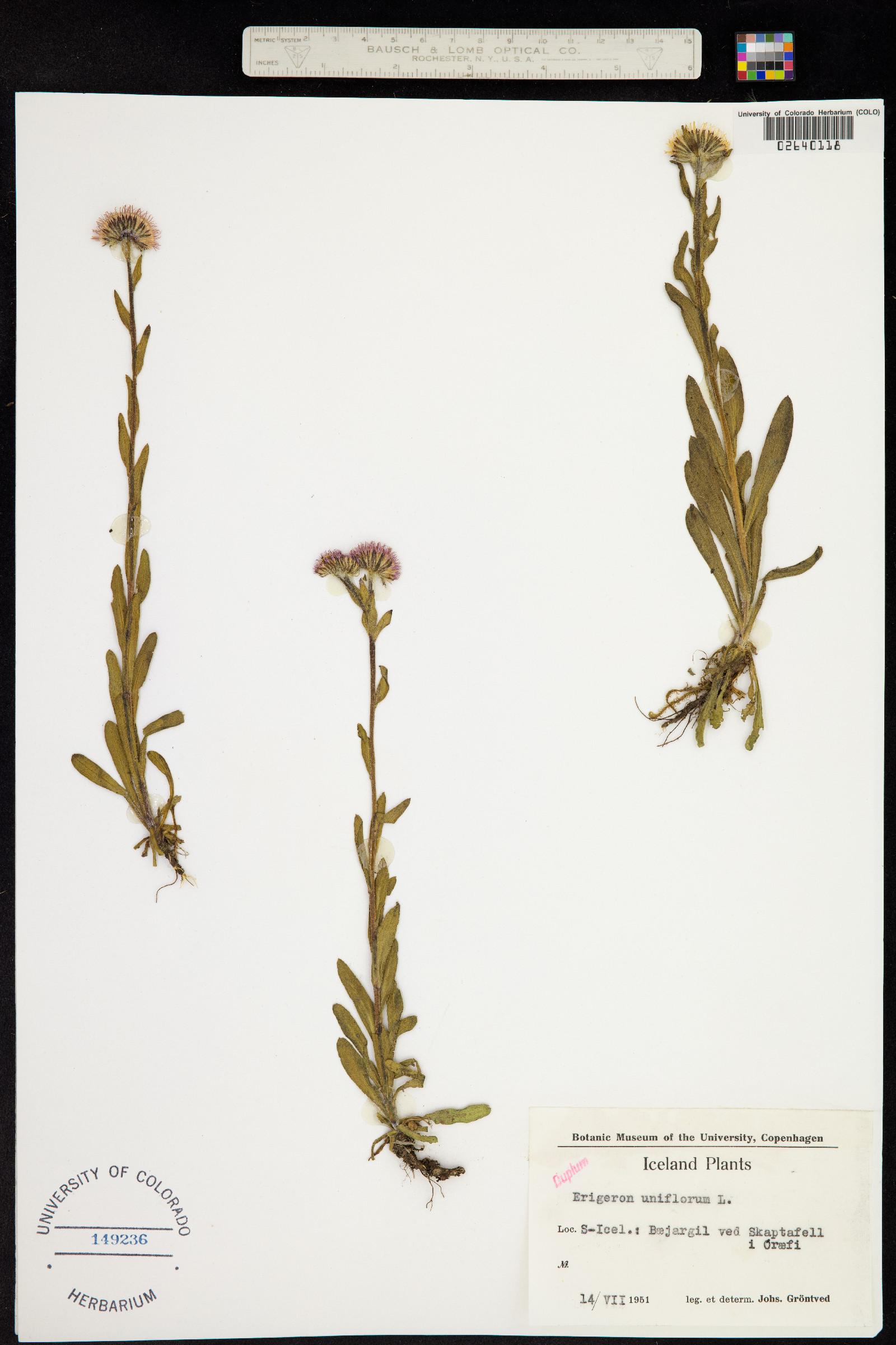 Erigeron uniflorus image