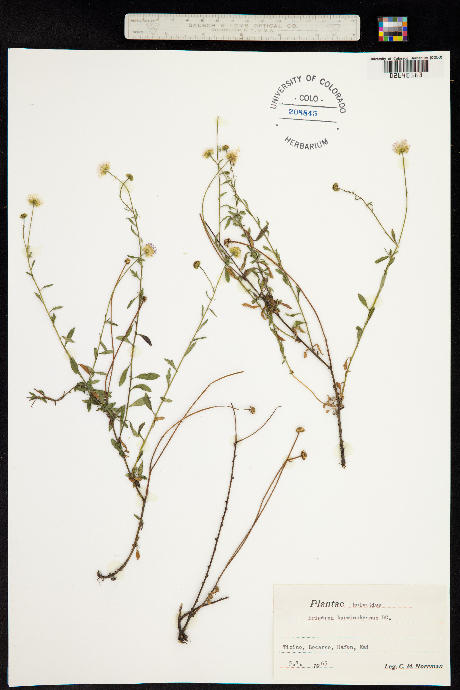 Erigeron karvinskianus image