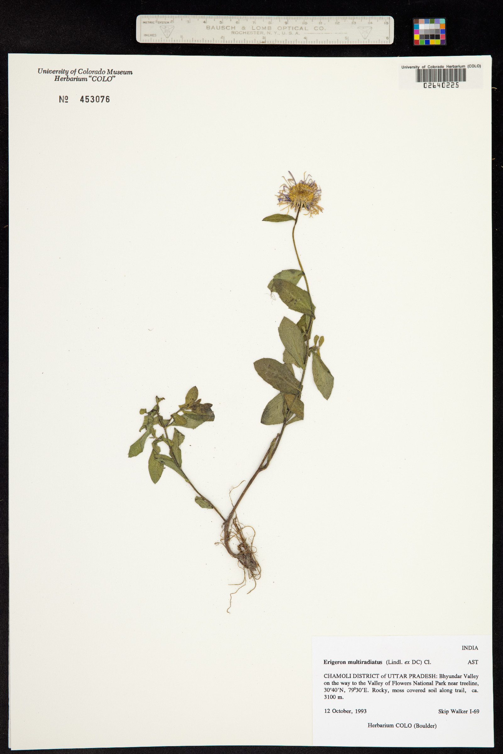 Erigeron multiradiatus image